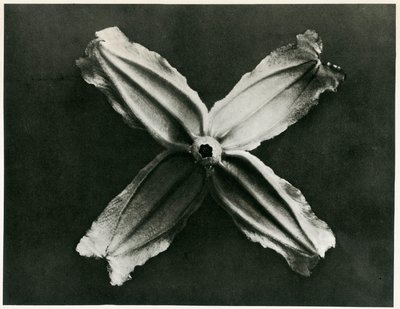 Clematis Integrifolia, 1929 de Karl Blossfeldt